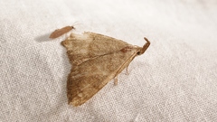 Pechipogo strigilata