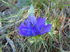 Edraianthus