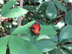 Acraea abdera
