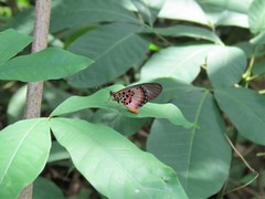 Acraea abdera