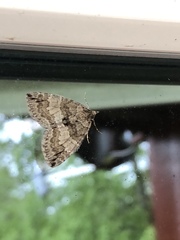 Hydriomena impluviata