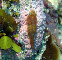 Cochleoceps orientalis