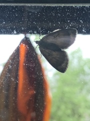 Hydriomena impluviata