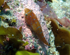 Cochleoceps orientalis