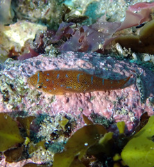 Cochleoceps orientalis