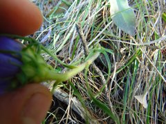Edraianthus