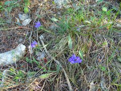 Edraianthus