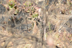Campocolinus coqui coqui