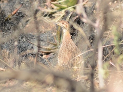Campocolinus coqui coqui