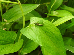 Hyla japonica