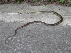 Elaphe quadrivirgata