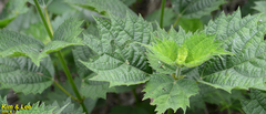Urtica thunbergiana