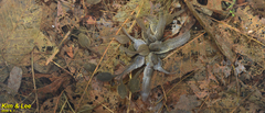 Rana huanrensis