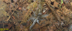 Rana huanrensis