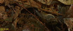 Rana huanrensis