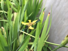 Ischnura senegalensis