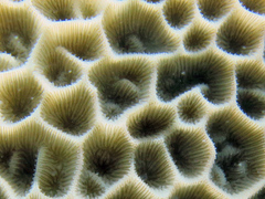 Gardineroseris planulata