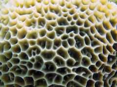 Gardineroseris planulata