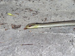Elaphe quadrivirgata