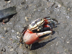 Tubuca arcuata image