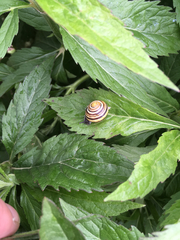 Cepaea hortensis