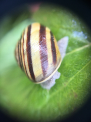 Cepaea hortensis