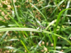 Platycnemis phyllopoda