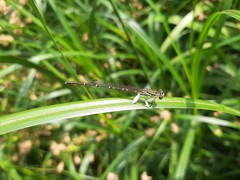 Platycnemis phyllopoda