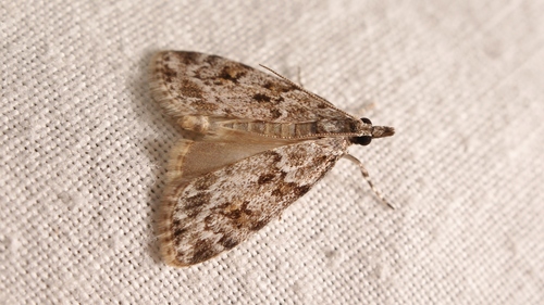 European Common Grey