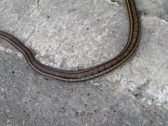 Elaphe quadrivirgata