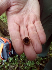 Clethrionomys glareolus