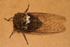Brevisiana brevis