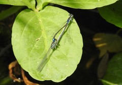 Paracercion calamorum