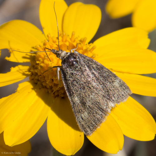 One-banded Pyrausta photo 3