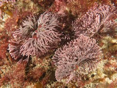 Amphiroa
