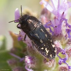 Acmaeodera retifera
