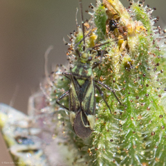 Macrotylus intermedius
