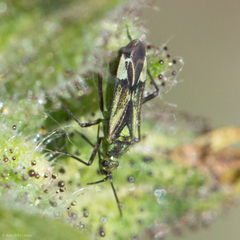 Macrotylus intermedius
