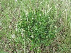 Astragalus inopinatus