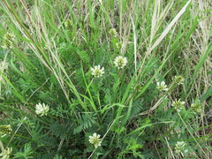 Astragalus inopinatus