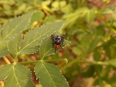 Prosthiochaeta bifasciata