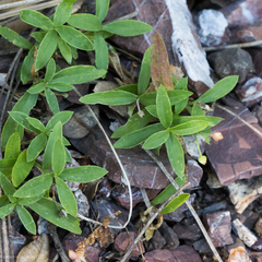 Moehringia macrophylla