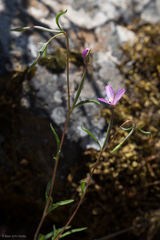 Clarkia gracilis gracilis