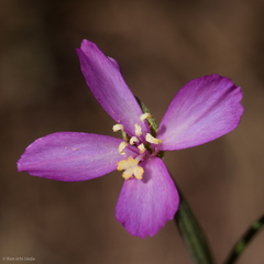 Clarkia gracilis gracilis