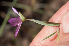 Clarkia gracilis gracilis