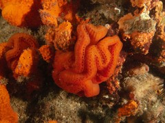 Sycozoa cerebriformis