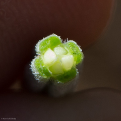 Clarkia gracilis gracilis