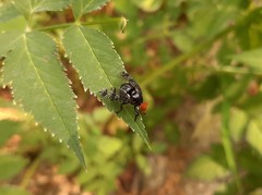 Prosthiochaeta bifasciata