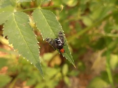 Prosthiochaeta bifasciata