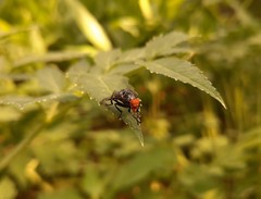 Prosthiochaeta bifasciata